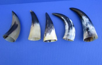 Five Polished Cow Horns 5-1/4 "- 7-1/2" for $4 each