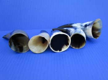 Five Polished Cow Horns 5-1/4 "- 7-1/2" for $4 each
