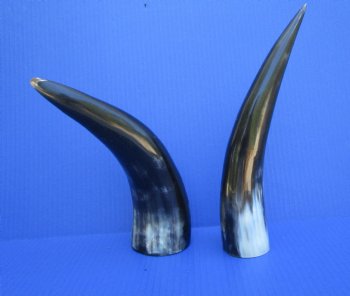 Two Polished Cow Horns for Decorating and Crafts (10-1/2", 11-1/2") - Buy these for $11.50 each