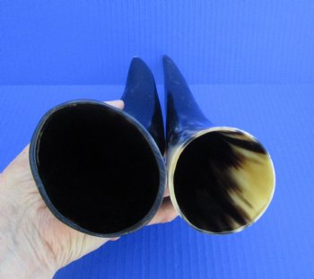 Two Polished Cow Horns for Decorating and Crafts (10-1/2", 11-1/2") - Buy these for $11.50 each