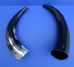 Two Polished Cow Ho...