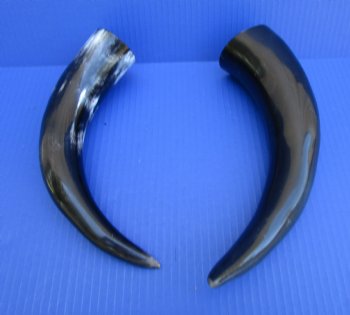 Two Polished Cow Horns for Decorating and Crafts (12-1/4", 12-3/4") - Buy these for $11.50 each