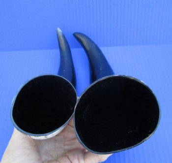 Two Polished Cow Horns for Decorating and Crafts (12-1/4", 12-3/4") - Buy these for $11.50 each