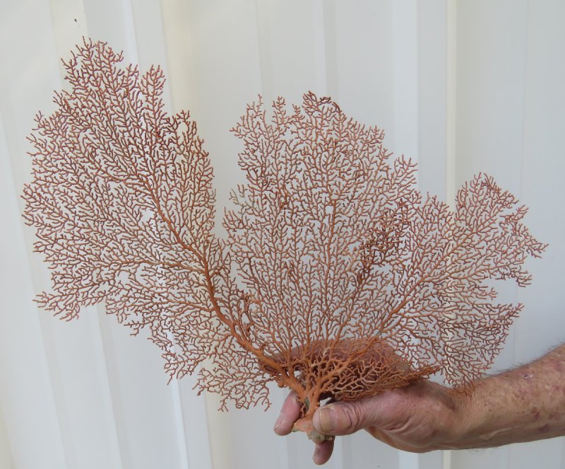 141/2 inches Large Red Sea Fan Coral for Sale 14.99 each