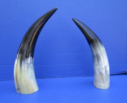 Two Polished Cow Horns for Decorating and DIY Crafts (10-3/4" and 12") - Buy these for $11.50 each