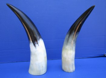 Two Polished Cow Horns for Decorating and DIY Crafts (10-3/4" and 12") - Buy these for $11.50 each