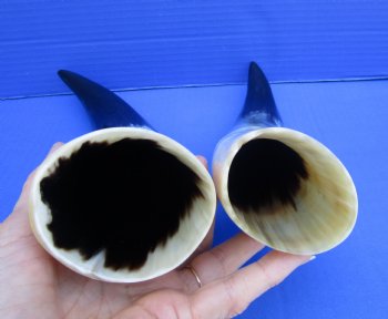 Two Polished Cow Horns for Decorating and DIY Crafts (10-3/4" and 12") - Buy these for $11.50 each