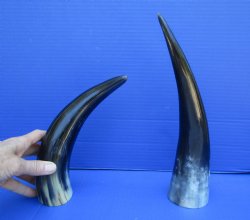 Two Polished Cow Ho...