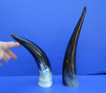 Two Polished Cow Horns for Decorating and Crafts (10-1/2", 11-3/4) - Buy these for $11.50 each