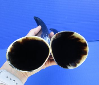 Two Polished Cow Horns for Decorating and Crafts (10-1/2", 11-3/4) - Buy these for $11.50 each
