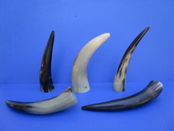 5 Polished Cow Horn...