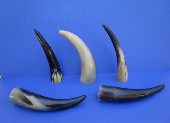 5 Polished Cow Horns for DIY Crafts, 10-1/4" to 12" - Buy these for $9 each