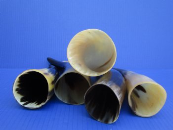 5 Polished Cow Horns for DIY Crafts, 10-1/4" to 12" - Buy these for $9 each