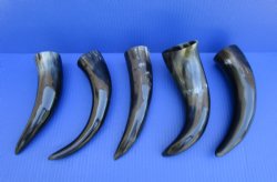 5 Polished Cow Horn...