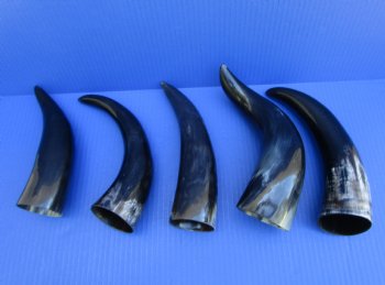 5 Polished Cow Horns for DIY Crafts, 9"-11-3/4" - Buy these for $9 each