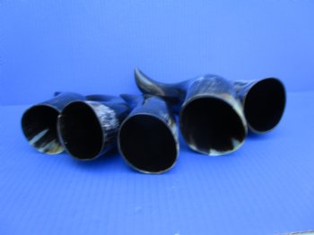5 Polished Cow Horns for DIY Crafts, 9"-11-3/4" - Buy these for $9 each