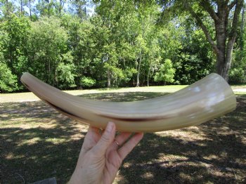 15-3/4 inches Polished Blowing Horn, Viking War Horn - $19.99