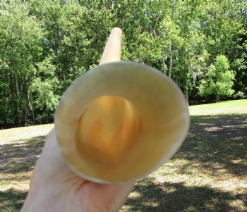 15-3/4 inches Polished Blowing Horn, Viking War Horn - $19.99