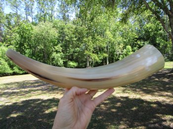 15-3/4 inches Polished Blowing Horn, Viking War Horn - $19.99