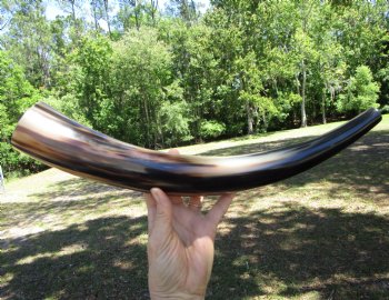 17 inches Polished Blowing Horn, Viking War Horn - $19.99
