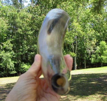 16 inches Polished Blowing Horn, Viking War Horn - $19.99