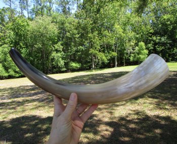17-1/4 inches Polished Blowing Horn, Viking War Horn - $19.99