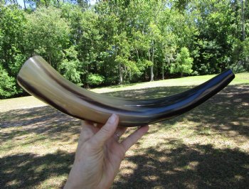 16 inches Polished Blowing Horn, Viking War Horn - $19.99