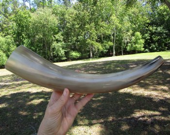 16 inches Polished Blowing Horn, Viking War Horn - $19.99