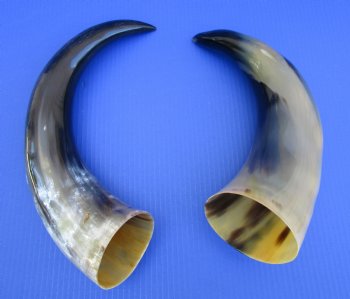 Set of 2 Large Polished Cow Horns (16" & 20") Genuine Natural Cattle Horns for Rustic Decor & DIY Crafts $20 each