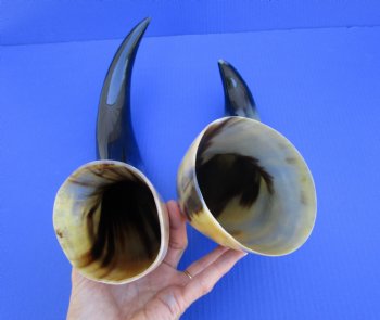Set of 2 Large Polished Cow Horns (16" & 20") Genuine Natural Cattle Horns for Rustic Decor & DIY Crafts $20 each