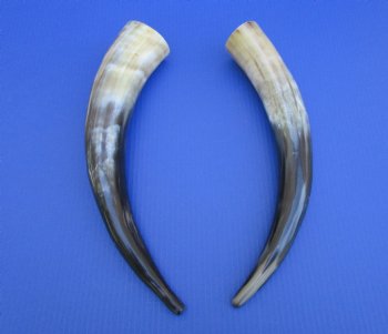 Two Large Polished Cow Horns, 16-3/4" and 17" for Decorating and DIY Crafts  - Buy these for $20 each
