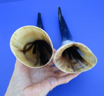 Two Large Polished Cow Horns, 16-3/4" and 17" for Decorating and DIY Crafts  - Buy these for $20 each