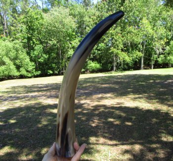 One Large Polished Cow Horns, 21-1/4" For Crafts and Decorating - Buy this one for $22.99