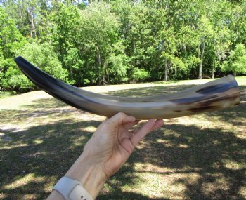 One Large Polished Cow Horns, 21-1/4" For Crafts and Decorating - Buy this one for $22.99
