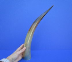 One Large Polished ...