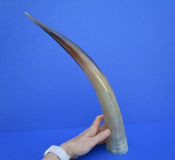 One Large Polished Cow Horns,17-1/2 For Crafts and Decorating - Buy this one for $22.99