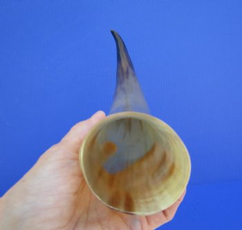 One Large Polished Cow Horns,17-1/2 For Crafts and Decorating - Buy this one for $22.99