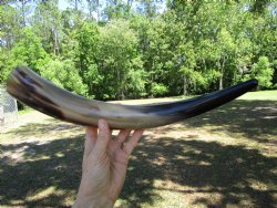 One Large Polished ...