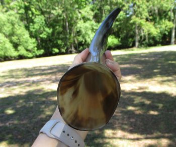 One Large Polished Cow Horns,17-1/2 For Crafts and Decorating - Buy this one for $22.99