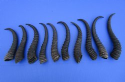 10 Male Springbok Horns for Crafts 9-1/2 to 11-1/4 inches for $8.50 each