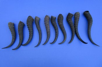 10 Male Springbok Horns for Crafts 9-1/2 to 11-1/4 inches for $8.50 each