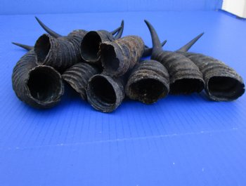 10 Male Springbok Horns for Crafts 9-1/2 to 11-1/4 inches for $8.50 each