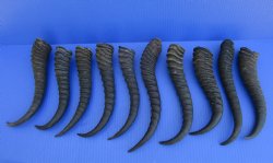 10 Male Springbok Horns for Crafts 9-3/4 to 11-1/2 inches for $8.50 each