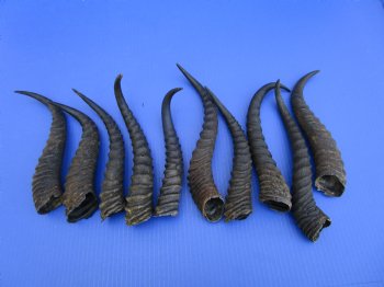 10 Male Springbok Horns for Crafts 9-3/4 to 11-1/2 inches for $8.50 each