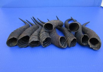10 Male Springbok Horns for Crafts 9-3/4 to 11-1/2 inches for $8.50 each
