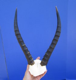Female Blesbok Skul...