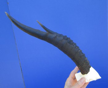 Female Blesbok Skull Plate with 13 and 13-1/4 inches Horns for $44.99