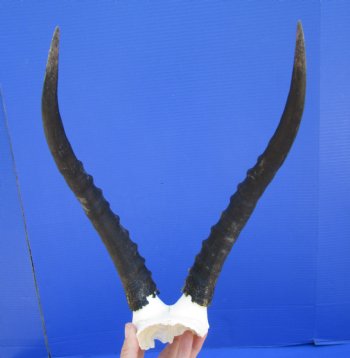 Female Blesbok Skull Plate with 13 and 13-1/4 inches Horns for $44.99
