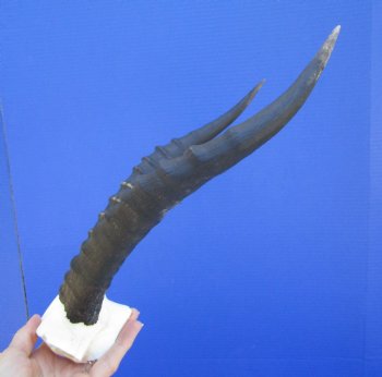 Female Blesbok Skull Plate with 13 and 13-1/4 inches Horns for $44.99