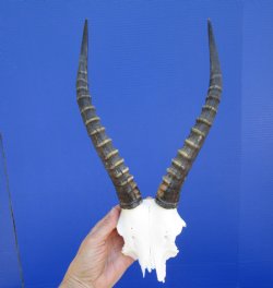 Female Blesbok Skul...